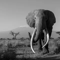 This is Craig, one of Africa's last great tuskers, standing before the mighty Mount Kilimanjaro. On my African expeditions, we don't just see animals; we witness living legends in landscapes that have remained unchanged for millennia.