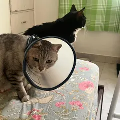 The two brothers, Magic and Kaali, sticking together. It's important to monitor cats with special needs, but also to let them have their normal, comforting routines.