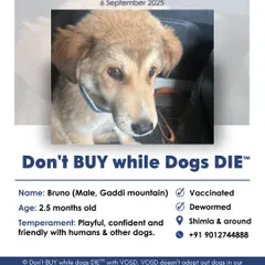 This is an example of our adoption amplification service. Bruno, a playful 2.5-month-old Gaddi puppy, was rescued in Shimla and needed a home. We help spread the word for dogs like him all across India.