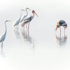 This moment was pure comedy and drama, which I call 'Shock & Awe'. A painted stork secures a fish while its colleagues, both egrets and another stork, look on in disbelief. Capturing such interactions is about being observant of the story unfolding before you.