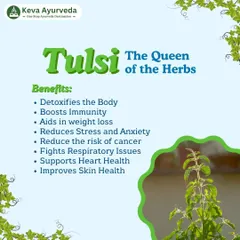 We believe in the power of Tulsi, known as "The Queen of the Herbs." Its benefits are vast, including detoxifying the body, boosting immunity, reducing stress, supporting heart health, and improving skin health.
