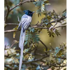An elegant capture of an Indian Paradise Flycatcher with its long, white tail feathers, showcasing the photographer's ability to capture rare and beautiful birds.