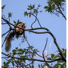 A Malabar Giant Squirrel feasting on berries in the treetops of Dandeli. Spotting this vibrant creature is always a highlight of my wildlife tours.
