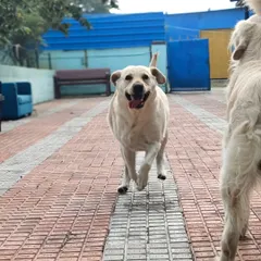 This happy Labrador is running as fast as he can, with nothing but wind in his face.