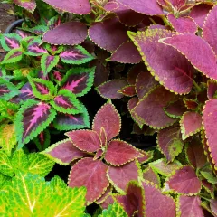 We stock a gorgeous selection of colourful Coleus varieties. With their intricate patterns and shades of pink, green, and burgundy, they are perfect for adding texture and life to garden beds and containers.