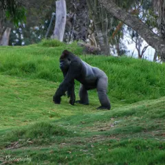 A Silverback Gorilla at the Royal Melbourne Zoo. While I dream of seeing one in the wild, this image is a powerful reminder of the majesty of these primates and fuels my passion for conservation and seeing animals in their natural habitats.