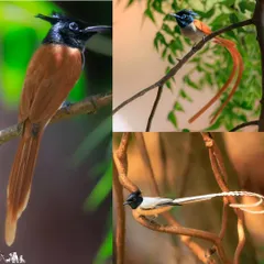 This collage shows the different morphs of the Indian Paradise Flycatcher: the rufous female, the long-tailed rufous male, and the stunning long-tailed white male.