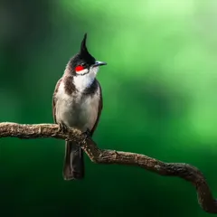 A Red-whiskered Bulbul perches on a branch, its striking red cheek patch and jaunty crest on full display. These birds are a vibrant presence, even in urban jungles.