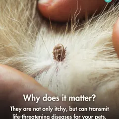 Why does checking for ticks and fleas matter so much? This graphic explains that these parasites are not just itchy; they are vectors for serious and potentially fatal diseases, making prevention and early detection critical.