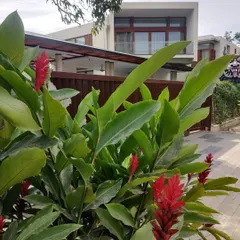 The vibrant red flowers of a ginger lily plant add a pop of color against the backdrop of the modern home. Thoughtful planting is key to creating a dynamic and beautiful garden.