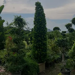 This tall, cone-shaped topiary is perfect for creating formal lines and avenues in a garden. We have these ready-made, so you can achieve a sophisticated look for your property instantly.