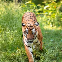 A tiger walking straight towards the safari vehicle. Moments like these are what make our wildlife tours an unforgettable, heart-pounding experience.