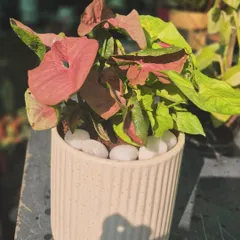 We love creating drama by combining different shades of the same plant. Here, two varieties of Syngonium, one with pink leaves and one with green, are potted together in a simple ceramic planter, creating a beautiful and harmonious display.
