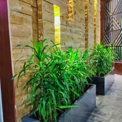 Sleek, modern planters with lush Dracaena plants, perfectly complementing a contemporary indoor space. We help you choose the right indoor plants and planters that not only purify the air but also enhance your home's interior design.