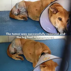 Post-surgery, the tumor was successfully removed, but the leg unfortunately had to be amputated. She is shown here resting and beginning her healing process in our in-patient facility.