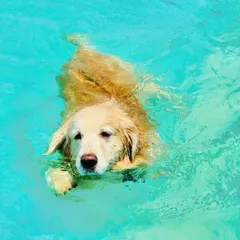 A Golden Retriever enjoying a relaxing swim. Swimming is a great low-impact exercise that is easy on your dog's joints while helping them stay fit and cool.