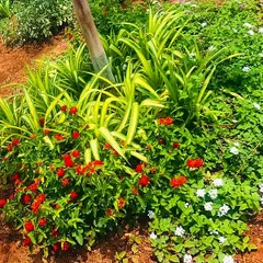A close-up of a colorful ground cover combination. We used red and white Lantana flowers with variegated spider lilies to create a hardy, attractive, and low-growing plant bed that thrives in the sun.