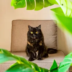 This is Whiskey, the calm within the storm of her two playful siblings. This portrait, framed by green leaves, captures her gentle, princess-like soul. She's a master of finding peace and just existing beautifully.