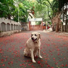 Whiskey has her rituals, like waiting for the first monsoon drizzle every year. She is not just my dog; she is my partner in crime and the official taste tester for everything that comes out of my kitchen.