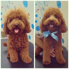 Taming the curls! This Poodle's transformation shows how a professional cut can define their features and keep their coat manageable and stylish.
