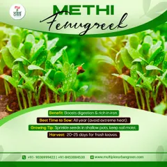 Methi (Fenugreek) is a fantastic vegetable for home gardens. It boosts digestion, is rich in iron, and can be harvested for fresh leaves in just 20-25 days. We provide premium seeds for a bountiful harvest.