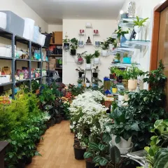 A view from the back of my store, looking out. It's a jungle in here, and I wouldn't have it any other way. Come get lost among the leaves.