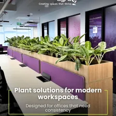 We create plant solutions designed for modern workspaces. This installation of Aglaonema plants acts as a natural divider, adding a consistent line of green that helps reduce noise and create a more focused environment for the office.