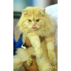 This fluffy ginger cat is getting a cuddle while licking its lips. We make sure every cat feels secure and cared for, with plenty of gentle handling.