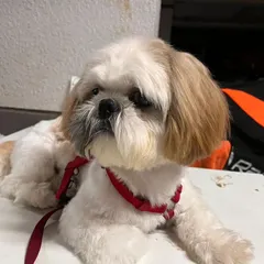 The final result of a professional grooming session. This Shih Tzu has a neat, clean haircut that is easy to maintain and looks wonderful.
