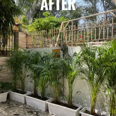 After! We introduced a row of beautiful Areca Palms in clean, white recycled plastic pots to create a natural privacy screen and add life to the wall.