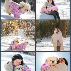 A collage celebrating the joy of a photoshoot with pets, featuring two adorable Shih Tzus playing in the snow.