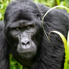 Staring into the eyes of a mountain gorilla in Uganda's Bwindi Impenetrable National Park is a profound experience. With over 98% of our DNA shared, their intelligent and calm gaze is a powerful reminder of our connection to the natural world and the urgent need to protect these critically endangered relatives.