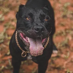 This is Bane's happy face, covered in sand after a great time in our sandpit. It's a perfect spot for dogs who love to dig, roll, and sunbathe.
