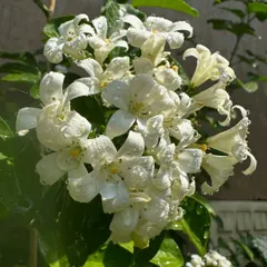 A healthy cluster of Jasmine flowers. Keeping the soil moist but well-drained is the key to getting these abundant, sweet-smelling blossoms.