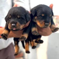 A handful of purebred Rottweiler puppies. Raised to be confident and loyal, these pups will grow into incredible guard dogs and faithful companions.