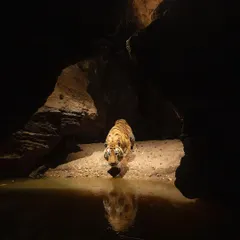 A tiger emerges from its den at a waterhole, captured with a camera trap. This is the kind of secret moment I live to reveal, showing the animal in its world, undisturbed. The reflection in the water adds a layer of mystery and beauty to the scene.