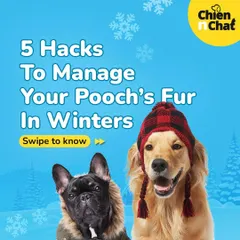 Managing your pooch's fur in winter can be tricky. These five hacks, from keeping them indoors to arranging warm bedding, will help you manage shedding and keep your pet comfortable.
