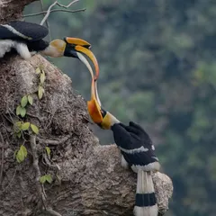 A moment of unconditional love between two Great Hornbills. Capturing this tender interaction, which won an appreciation at the Sony All India Corporate Photography Contest, required immense patience and a bit of luck.