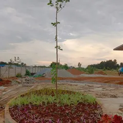 The planting stage begins. The central tree is in place, and we've started adding the first layer of ground cover plants according to the landscape design plan.