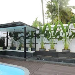 This shot highlights the clean lines of the poolside seating area and the row of potted Traveler's Palms against the white boundary wall, creating a modern and elegant outdoor room.