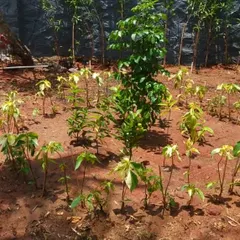 A garden full of new life. Planting a variety of trees and shrubs helps create a balanced ecosystem and provides shade.