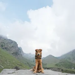 A young sheep herding dog sitting patiently against a backdrop of stunning green mountains and clouds. Outdoor sessions like this allow me to capture animals in a grand, scenic context that highlights their spirit of adventure.