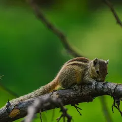 An Indian Palm Squirrel resting on a branch. This quiet moment captures the gentle nature of a creature we often only see scurrying about.