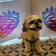The rainy season requires extra care for your pet's paws. This cute photo comes with a reminder to keep paws clean and dry to prevent infections.