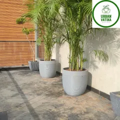 A pair of large Areca Palms in stylish grey pots adds instant elegance and a natural privacy screen to this modern terrace. The clean lines of the pots contrast beautifully with the lush, feathery palm fronds.