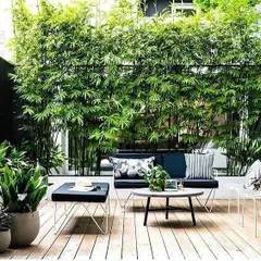 This residential patio design focuses on creating a functional outdoor room. The tall bamboo provides essential privacy from neighbors, while the curated potted plants and comfortable seating make it a perfect urban retreat.
