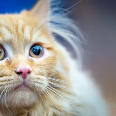 The stunning, vibrant eyes of this ginger cat are absolutely mesmerizing. This macro-style portrait captures the incredible detail and color that make every feline unique.