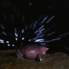 The incredible Purple Frog, a "living fossil" that spends most of its life underground. This shot, with rain streaks created by a slow shutter speed, captures the magic of its brief emergence.