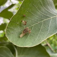 A sign of a healthy ecosystem. A paper wasp builds its nest on the leaf of a native plant in the Badshahpur Forest Corridor, a narrow stretch of wilderness teeming with life.