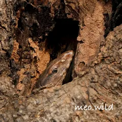 You have to keep your eyes peeled out in the wild. I almost missed this Indian Monitor Lizard completely hidden in a tree hollow. The thrill of spotting a creature so perfectly camouflaged and capturing its curious peek is exactly why I love what I do.